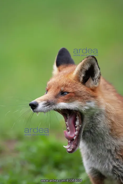 : Red fox (Vulpes vulpes) adult animal yawning, Surrey : Red fox (Vulpes vulpes) adult animal yawning, Surrey