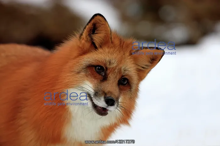: Red fox (Vulpes vulpes), adult, portrait, snow : Red fox (Vulpes vulpes), adult, portrait, snow