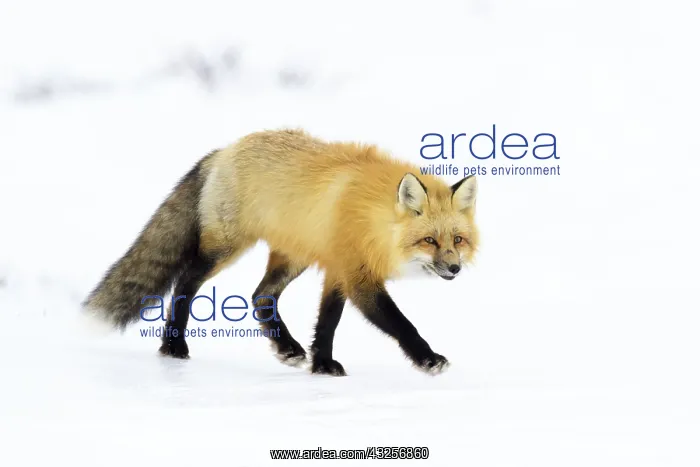 : Red Fox (Vulpes vulpes) adult, walking in snow : Red Fox (Vulpes vulpes) adult, walking in snow