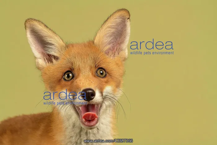 : Red fox (Vulpes vulpes), animal portrait, young : Red fox (Vulpes vulpes), animal portrait, young