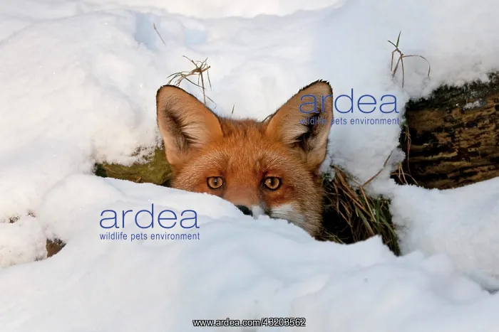: Red Fox (Vulpes vulpes) in its burrow in the snow : Red Fox (Vulpes vulpes) in its burrow in the snow