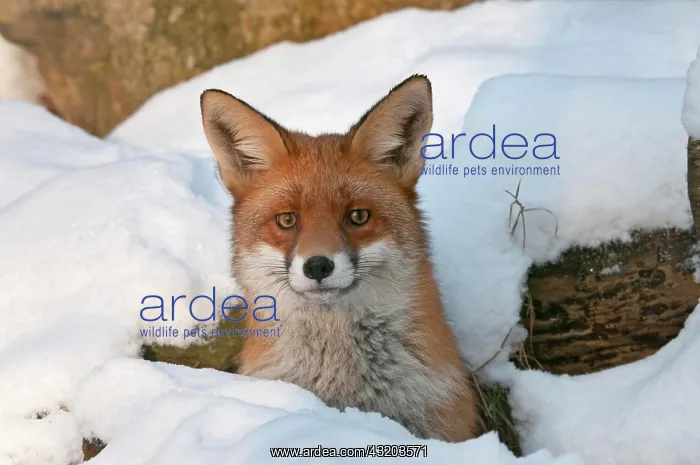 : Red Fox (Vulpes vulpes) in its burrow in the snow : Red Fox (Vulpes vulpes) in its burrow in the snow
