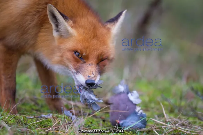 : Red fox ( Vulpes vulpes) with captured wood pigeon : Red fox ( Vulpes vulpes) with captured wood pigeon