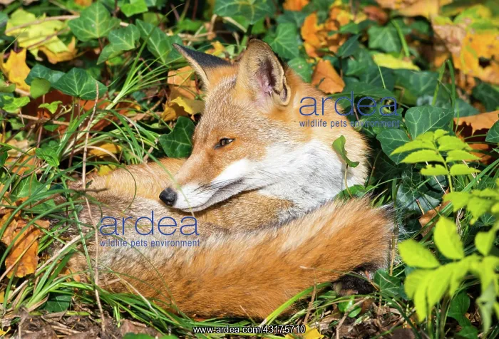 : Red fox (Vulpes vulpes) in a cemetery in Berlin-Kreuzberg : Red fox (Vulpes vulpes) in a cemetery in Berlin-Kreuzberg