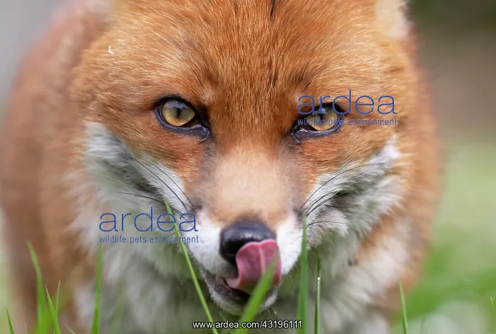: Red fox (Vulpes vulpes) close up : Red fox (Vulpes vulpes) close up