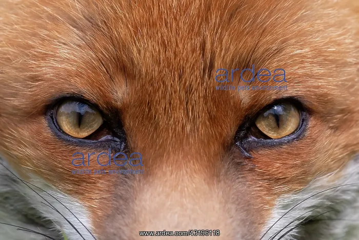 : Red fox (Vulpes vulpes) close up. England : Red fox (Vulpes vulpes) close up. England