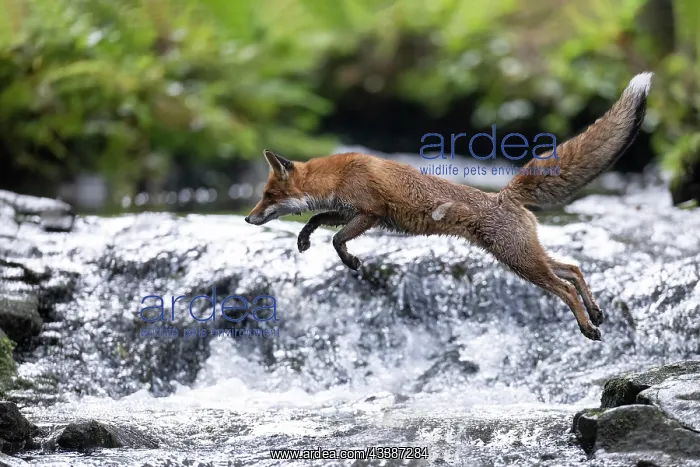 : Red fox (Vulpes vulpes) crossing stream, Bitburg : Red fox (Vulpes vulpes) crossing stream, Bitburg