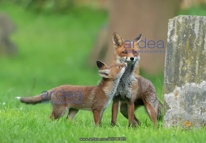 : Red fox (Vulpes vulpes) cub begging for food to : Red fox (Vulpes vulpes) cub begging for food to
