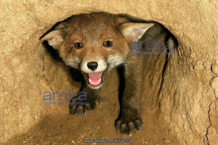 : Red Fox (vulpes vulpes), Cub calling at Den Entrance : Red Fox (vulpes vulpes), Cub calling at Den Entrance