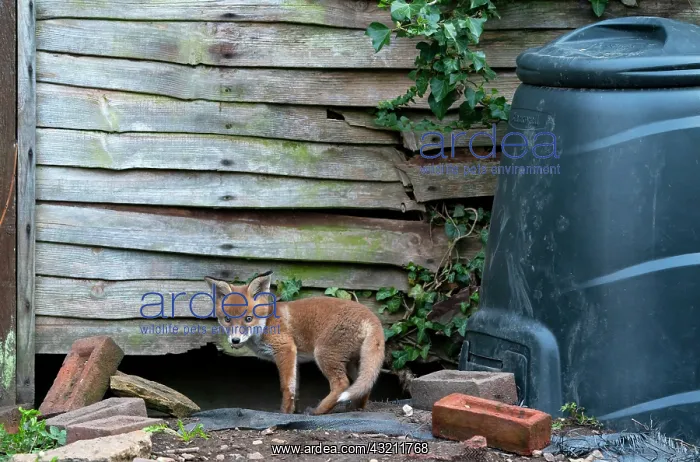 : Red fox (Vulpes vulpes) cub coming out of his den : Red fox (Vulpes vulpes) cub coming out of his den