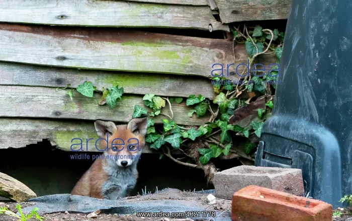 : Red fox (Vulpes vulpes) cub coming out of his den : Red fox (Vulpes vulpes) cub coming out of his den