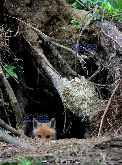 : Red fox (Vulpes vulpes) cub coming out of his den : Red fox (Vulpes vulpes) cub coming out of his den