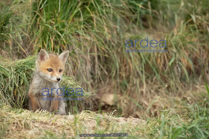 : Red fox (Vulpes vulpes), cub at den, Vaud countryside : Red fox (Vulpes vulpes), cub at den, Vaud countryside