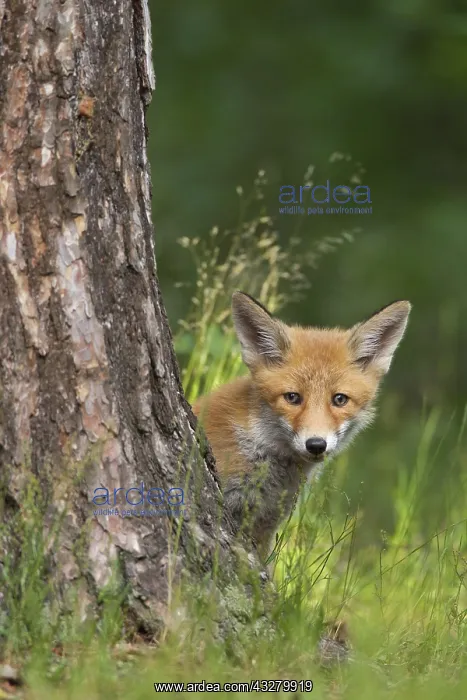  : Red fox (Vulpes vulpes), cub hiding behind a tree