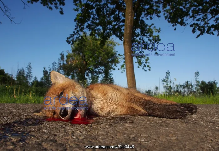 : Red Fox (Vulpes vulpes) cub lying dead on a roa : Red Fox (Vulpes vulpes) cub lying dead on a roa