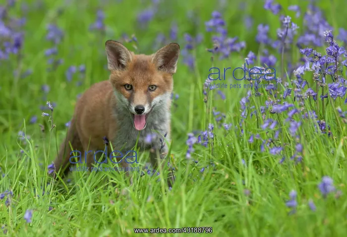 : Red fox (Vulpes vulpes) cub standing amongst bluebell : Red fox (Vulpes vulpes) cub standing amongst bluebell