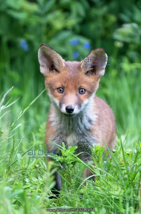 : Red fox (Vulpes vulpes) cub standing amongst grass : Red fox (Vulpes vulpes) cub standing amongst grass
