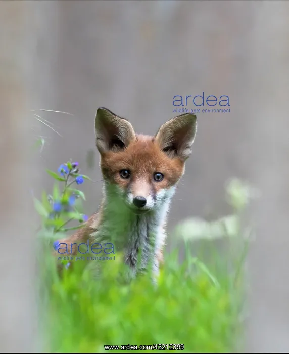 : Red fox (Vulpes vulpes) cub standing near a tombstone : Red fox (Vulpes vulpes) cub standing near a tombstone