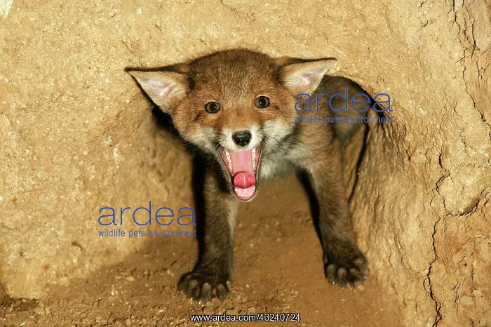 : Red Fox (vulpes vulpes), Cub Yawning at Den Entrance : Red Fox (vulpes vulpes), Cub Yawning at Den Entrance