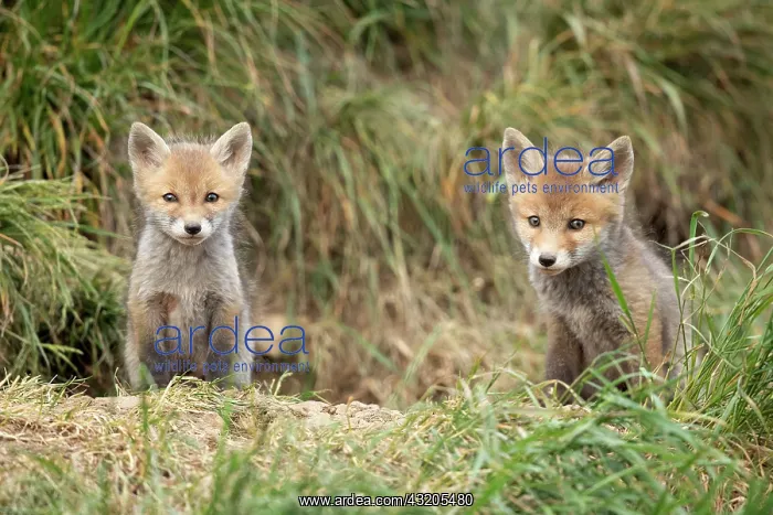 : Red fox (Vulpes vulpes), cubs at den, Vaud countryside : Red fox (Vulpes vulpes), cubs at den, Vaud countryside