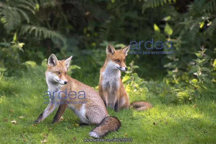 : Red fox (Vulpes vulpes) cubs at edge of forest : Red fox (Vulpes vulpes) cubs at edge of forest