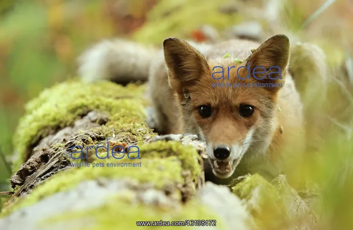 : Red Fox (Vulpes vulpes), Danube wetlands, Donau : Red Fox (Vulpes vulpes), Danube wetlands, Donau