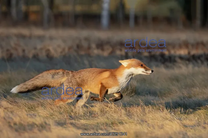 : Red fox (Vulpes vulpes) in a fallow meadow, Bitburg : Red fox (Vulpes vulpes) in a fallow meadow, Bitburg