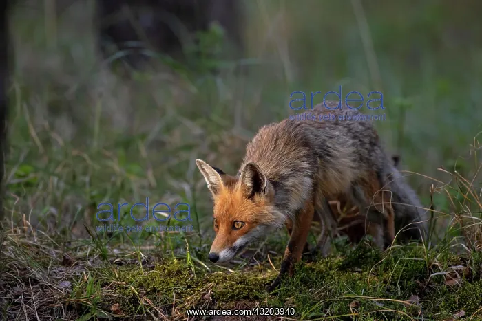 : Red fox (Vulpes vulpes) fawn, creeps tensely towards : Red fox (Vulpes vulpes) fawn, creeps tensely towards