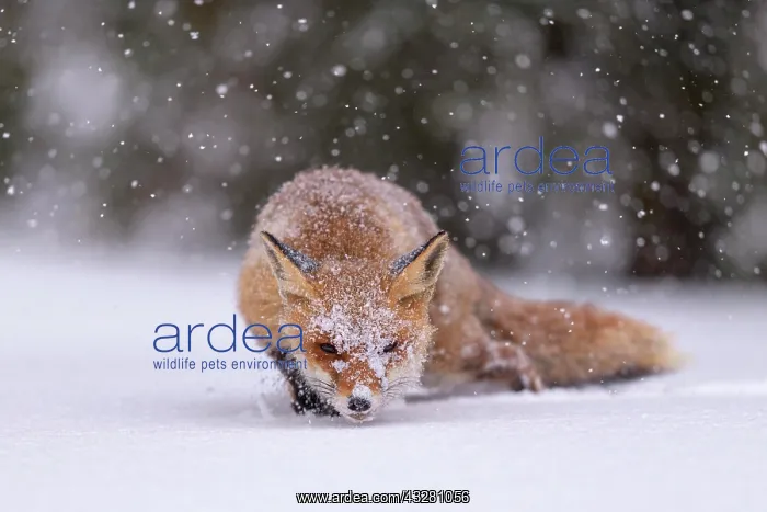 : Red fox (Vulpes vulpes), feeding in deep snow with : Red fox (Vulpes vulpes), feeding in deep snow with