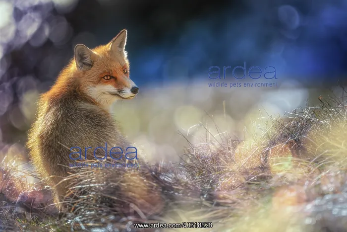 : Red Fox (Vulpes vulpes) in the field, Parco Nazi : Red Fox (Vulpes vulpes) in the field, Parco Nazi