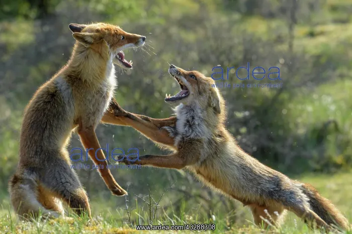 : Red fox (Vulpes vulpes) fighting, Netherlands : Red fox (Vulpes vulpes) fighting, Netherlands