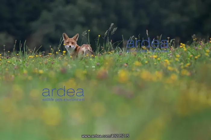 : Red fox (Vulpes vulpes) in a flower meadow, Bitburg : Red fox (Vulpes vulpes) in a flower meadow, Bitburg