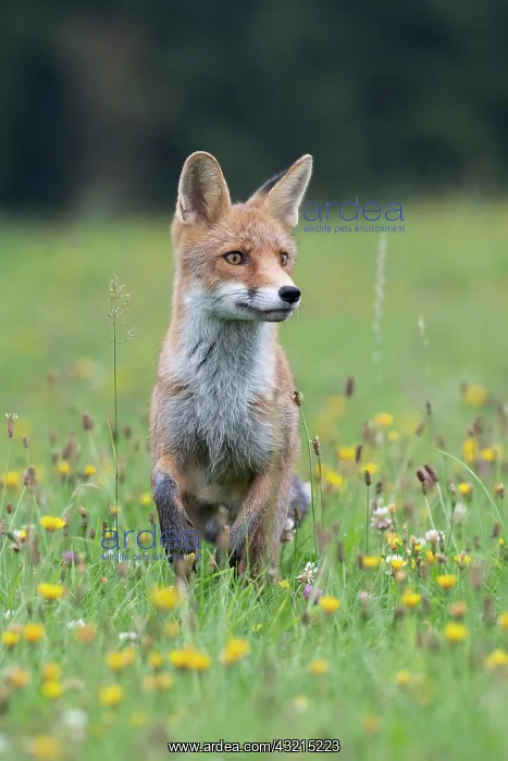 : Red fox (Vulpes vulpes) in a flower meadow, Bitburg : Red fox (Vulpes vulpes) in a flower meadow, Bitburg