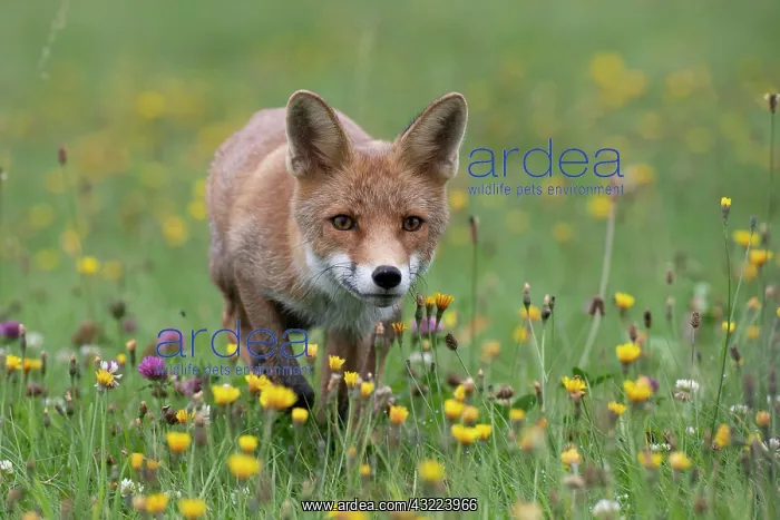 : Red fox (Vulpes vulpes) in a flower meadow, Bitburg : Red fox (Vulpes vulpes) in a flower meadow, Bitburg