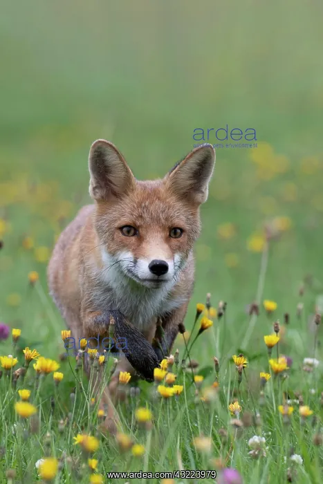 : Red fox (Vulpes vulpes) in a flower meadow, Bitburg : Red fox (Vulpes vulpes) in a flower meadow, Bitburg