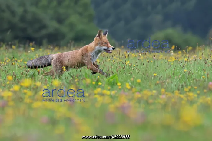 : Red fox (Vulpes vulpes) in a flower meadow, Bitburg : Red fox (Vulpes vulpes) in a flower meadow, Bitburg