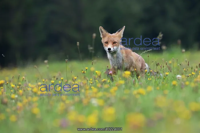 : Red fox (Vulpes vulpes) in a flower meadow, Bitburg : Red fox (Vulpes vulpes) in a flower meadow, Bitburg