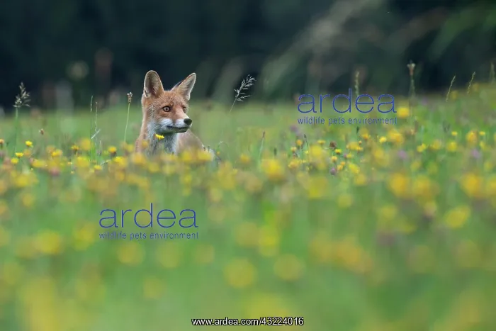 : Red fox (Vulpes vulpes) in a flower meadow, Bitburg : Red fox (Vulpes vulpes) in a flower meadow, Bitburg