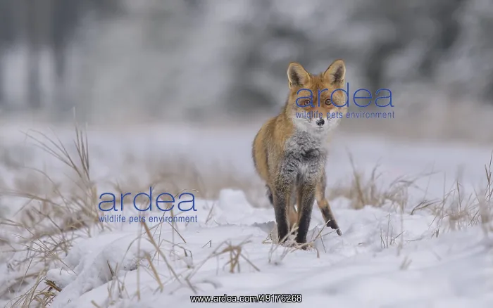 : Red fox (Vulpes vulpes), foraging in a forest and snowy landscape : Red fox (Vulpes vulpes), foraging in a forest and snowy landscape