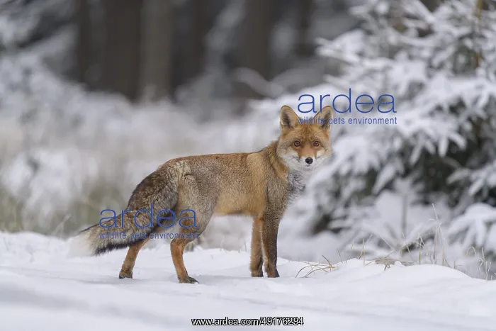 : Red fox (Vulpes vulpes), foraging in a forest and snowy landscape : Red fox (Vulpes vulpes), foraging in a forest and snowy landscape