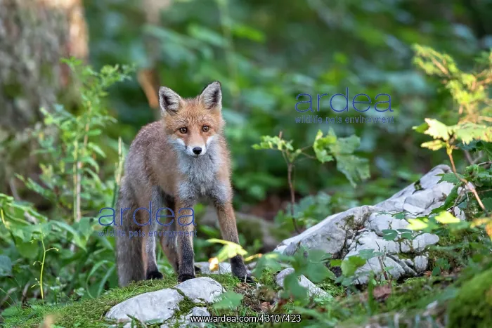 : Red fox (Vulpes vulpes) in the forest, Notranjska : Red fox (Vulpes vulpes) in the forest, Notranjska