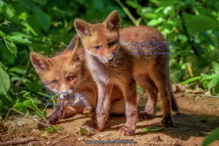 : Red Fox (Vulpes vulpes), Fox cubs a few weeks old : Red Fox (Vulpes vulpes), Fox cubs a few weeks old