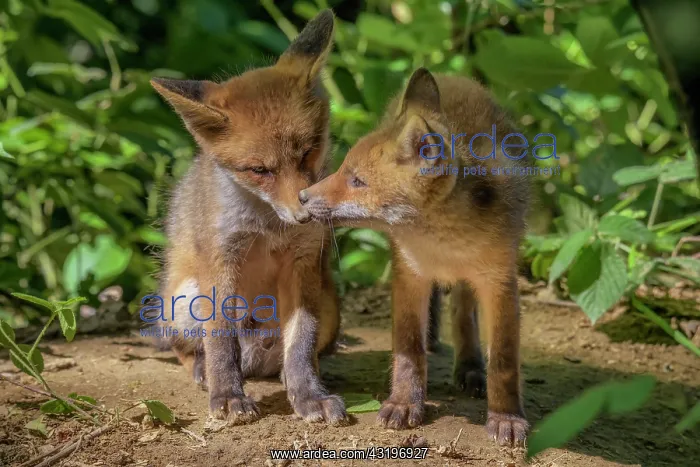 : Red Fox (Vulpes vulpes), Fox cubs a few weeks old : Red Fox (Vulpes vulpes), Fox cubs a few weeks old