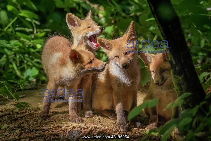 : Red Fox (Vulpes vulpes), Fox cubs a few weeks old : Red Fox (Vulpes vulpes), Fox cubs a few weeks old