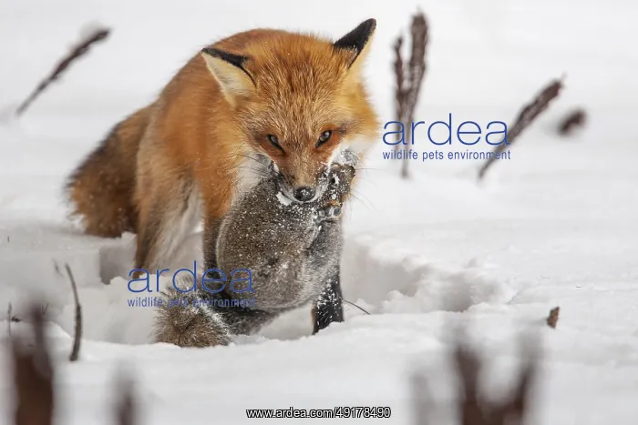  : Red fox (vulpes vulpes), Fox hunting eastern gray squirrel (sciurus carolinensis) in winter