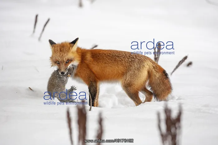 : Red fox (vulpes vulpes), Fox hunting eastern gray squirrel (sciurus carolinensis) in winter : Red fox (vulpes vulpes), Fox hunting eastern gray squirrel (sciurus carolinensis) in winter