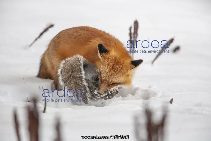  : Red fox (vulpes vulpes), Fox hunting eastern gray squirrel (sciurus carolinensis) in winter