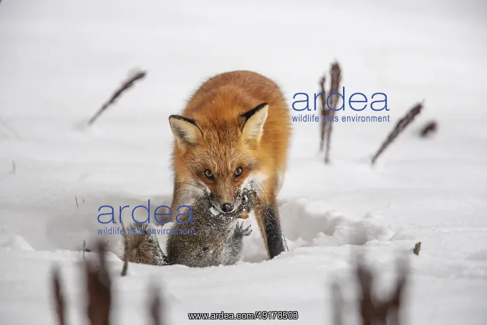  : Red fox (vulpes vulpes), Fox hunting eastern gray squirrel (sciurus carolinensis) in winter