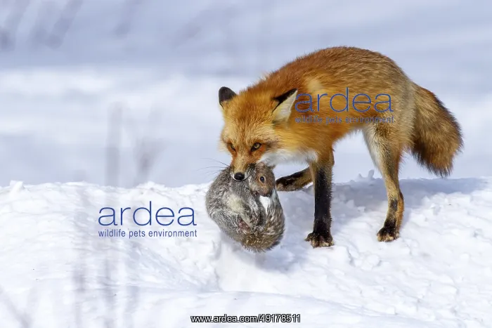 : Red fox (vulpes vulpes), Fox hunting eastern gray squirrel (sciurus carolinensis) in winter : Red fox (vulpes vulpes), Fox hunting eastern gray squirrel (sciurus carolinensis) in winter