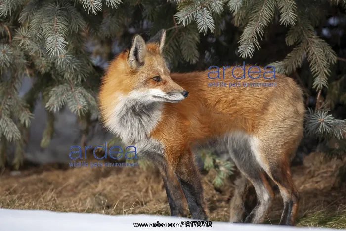 : Red fox (vulpes vulpes), Fox standing on snow and looking behind him : Red fox (vulpes vulpes), Fox standing on snow and looking behind him